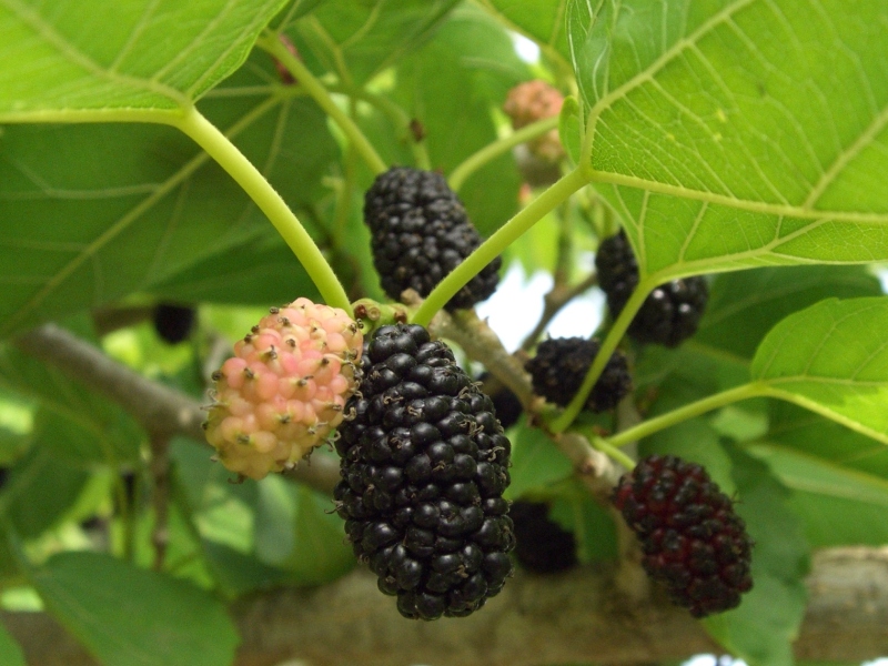 Morus nigra   kara dut